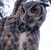 2014-09-12 10_44_27-st_marks_nwr_6-29-2014_7647_id.jpg - Windows Photo Viewer.png