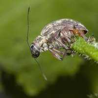 Weevil (Sciobius sp).jpg