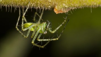 Green Lynx Spider.jpg