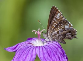 Unknown Butterfly.jpg