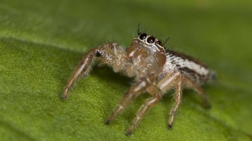 Jumping Spider (Thyene Inflata).jpg