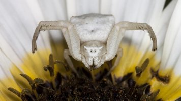 White Flower Crab Spider.jpg
