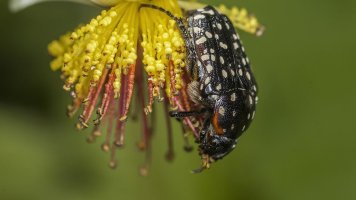 Common Dotted Fruit Chafer.jpg