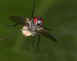Tachinid Fly.jpg
