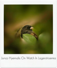 junco in tree pm.jpg