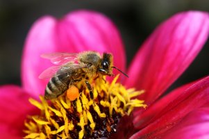 Staubige Angelegenheit.jpg