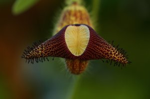 Unbekannte Schönheit.jpg