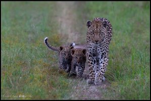 Mum & Cubs.jpg