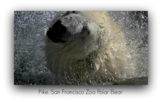 sf zoo pike the polar bear pm.jpg