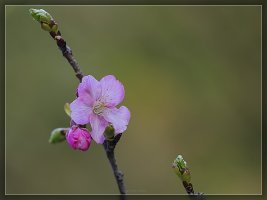 kawazusakura last solo 22032014.jpg