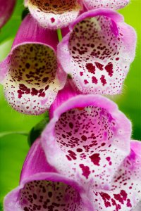 digitalis_purpurea.jpg