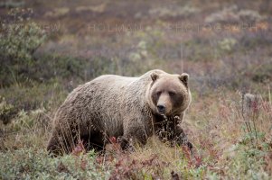 Denali_grizzly.jpg