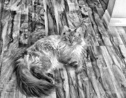 IMG_0027 Chester The Cat 2000 wide.jpg