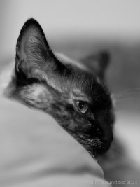 cat_bw.jpg