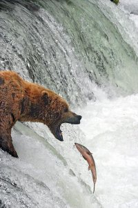 Katmai Bear.jpg