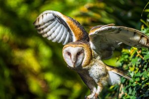 Barn Owl-1.jpg