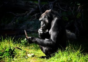 cell phone monkey.jpg