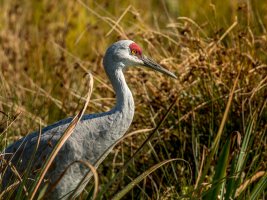 sandhill crane3.jpg