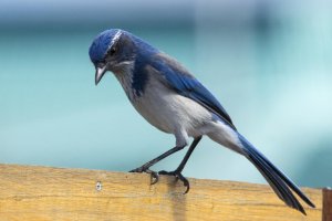 Western Scrub-Jay-3.jpg