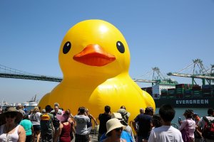 Anaticula Resiliens.jpg