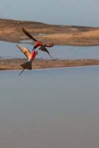 Carmine Bee Eater-1.jpg