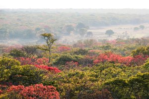 Miombo Flush-1-2.jpg