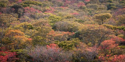 Miombo Flush-2-2.jpg