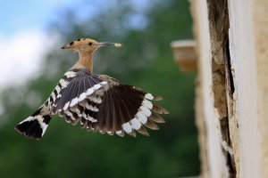 Uzbek Hoopoe.jpg