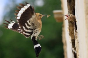 uzbek hoopoe 2.jpg