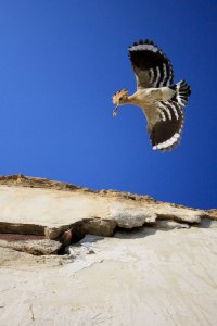 Uzbek hoopoe 3.jpg