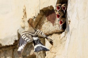 uzbek hoopoe 4.jpg