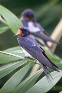 uzbek swallow .jpg