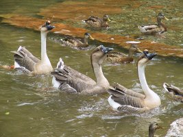 3 aloof geese.jpg