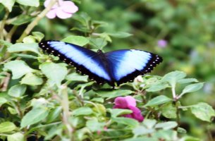 butterfly_1.jpg