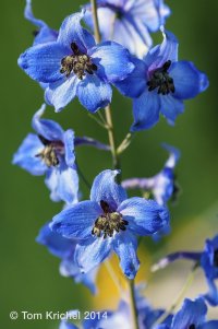 Rittersporn_ITK1575 V2.JPG