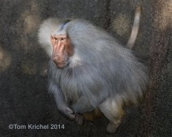 baboon.JPG