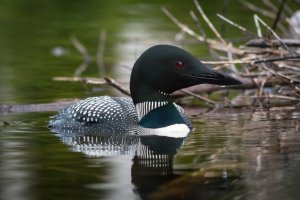 Loon-1.jpg