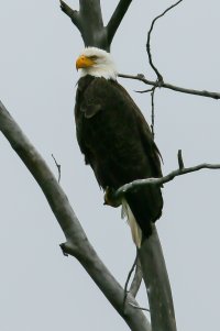 eagle1 (1 of 1).jpg