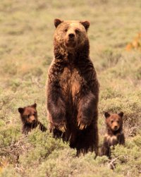 Bears Starmark-4255.jpg