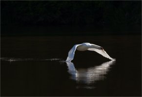 John Strung - Mute Swan.jpg