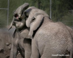 afr elephant A6563.JPG