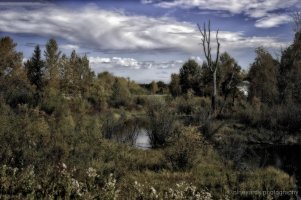 AC3R2055 Fall in Cardiff 2000 wide.jpg