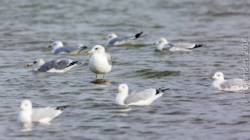 smarter not harder.jpg