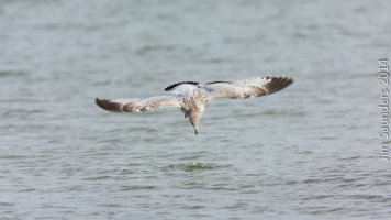 aeronautical rat.jpg