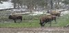 Yellowstone bison.jpg