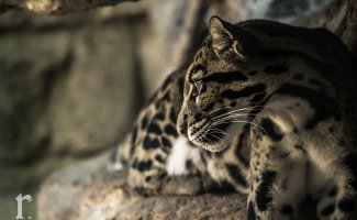 BellusPhoto.com_-3742.jpg