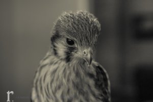 BellusPhoto.com_Kestrel-4524.jpg
