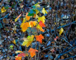 IMG_0001 2000 wide.jpg