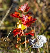 IMG_0003 2000 wide.jpg