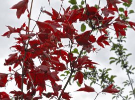 IMG_0011 2000 wide.jpg